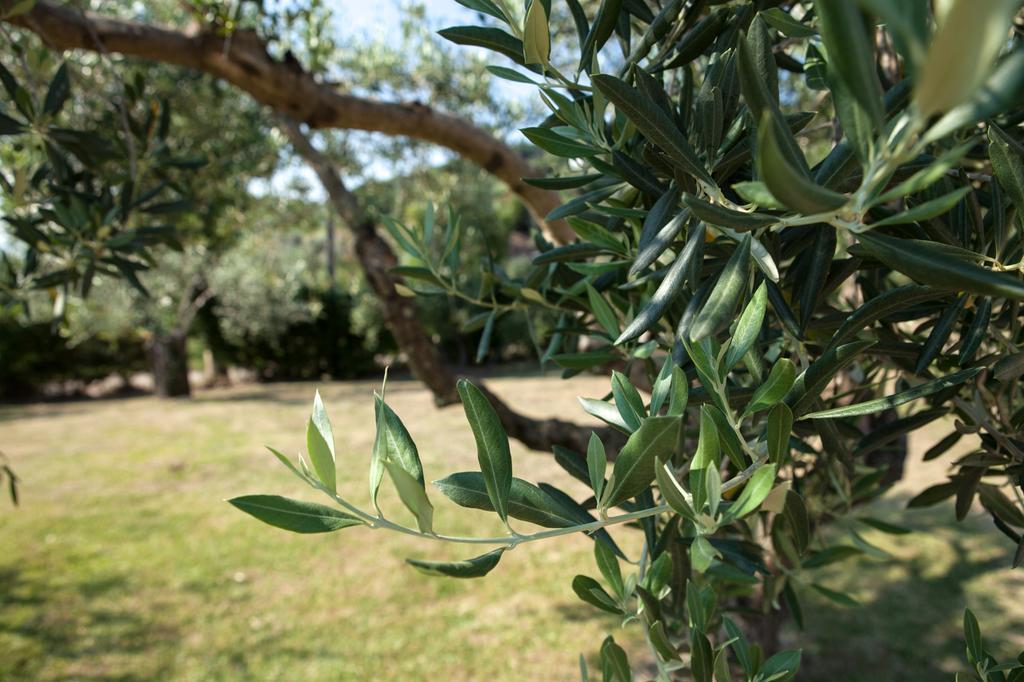 Agriturismo La Molara Sessa Aurunca Esterno foto